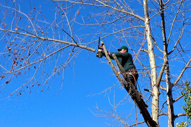 Important Tree Removal Questions You May Be Asked